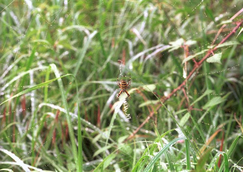 Argiope_bruennichi_F1579_Z_75_Les Gris_Frankrijk.jpg